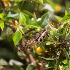 Yoyetta celis (Silver Princess Cicada) at Acton, ACT by Roger