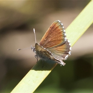 Neolucia agricola (Fringed Heath-blue) at Tennent, ACT by Pirom