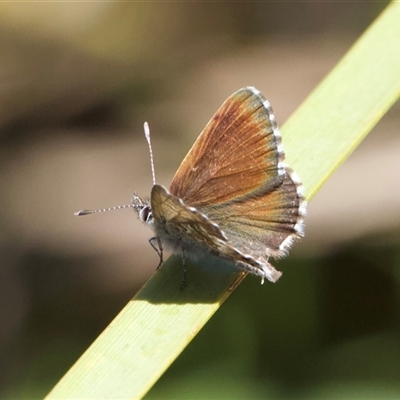 Neolucia agricola (Fringed Heath-blue) at Tennent, ACT - 2 Dec 2024 by Pirom