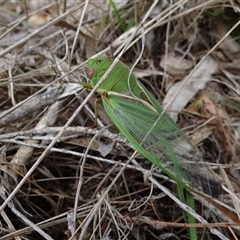 Cyclochila australasiae (Greengrocer, Yellow Monday, Masked devil) at Bungonia, NSW - 17 Nov 2024 by Miranda