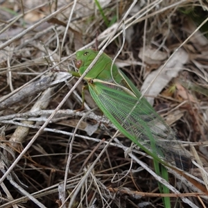 Cyclochila australasiae at Bungonia, NSW - 17 Nov 2024