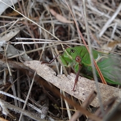 Cyclochila australasiae at Bungonia, NSW - 17 Nov 2024