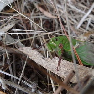 Cyclochila australasiae at Bungonia, NSW - 17 Nov 2024