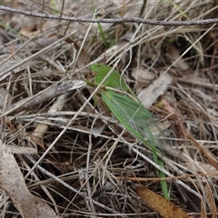 Cyclochila australasiae at Bungonia, NSW - 17 Nov 2024