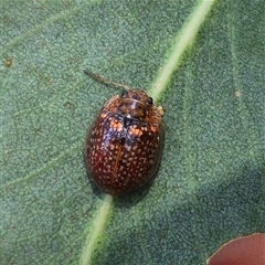 Paropsisterna cloelia (Eucalyptus variegated beetle) at Bungendore, NSW - 2 Dec 2024 by clarehoneydove