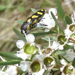 Castiarina octospilota at Belconnen, ACT - 1 Dec 2024