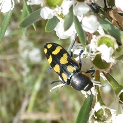 Castiarina octospilota at Belconnen, ACT - 1 Dec 2024