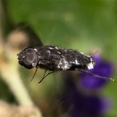 Anthrax maculatus (A bee fly) at Acton, ACT - 2 Dec 2024 by Roger