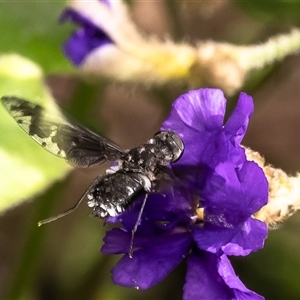 Anthrax maculatus at Acton, ACT - 2 Dec 2024