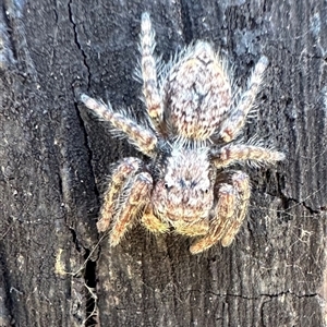 Servaea incana (Hoary Servaea) at Tennent, ACT by Pirom