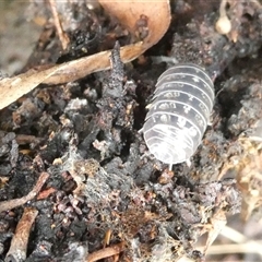 Armadillidium vulgare (Slater bug, woodlouse, pill bug, roley poley) at Belconnen, ACT - 1 Dec 2024 by JohnGiacon