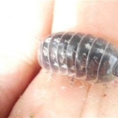 Armadillidium vulgare at Belconnen, ACT - 1 Dec 2024