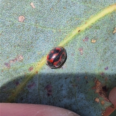 Novius bellus (A ladybird) at Bungendore, NSW - 2 Dec 2024 by clarehoneydove