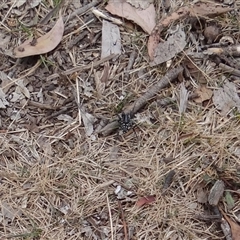 Nyssus albopunctatus (White-spotted swift spider) at Bungonia, NSW - 17 Nov 2024 by Miranda