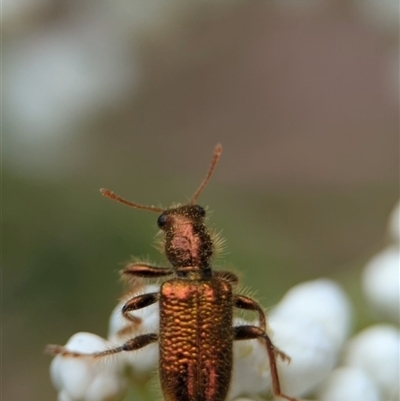 Eleale aspera (Clerid beetle) at Gundary, NSW - 17 Nov 2024 by Miranda