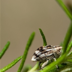 Phloeoglymma alternans (Weevil) at Bungonia, NSW - 17 Nov 2024 by Miranda