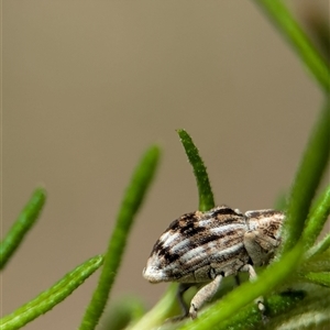 Unidentified Weevil (Curculionoidea) at Bungonia, NSW by Miranda