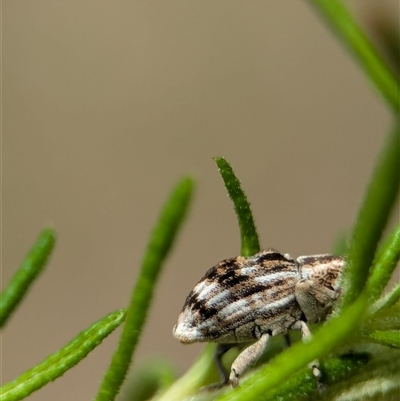 Unidentified Weevil (Curculionoidea) at Bungonia, NSW - 17 Nov 2024 by Miranda