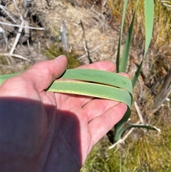 Typha sp. (Cumbungi) at Cotter River, ACT - 2 Dec 2024 by nathkay