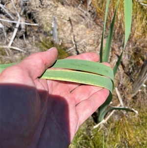 Typha sp. (Cumbungi) at Cotter River, ACT by nathkay