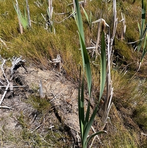 Typha sp. at Cotter River, ACT - 2 Dec 2024