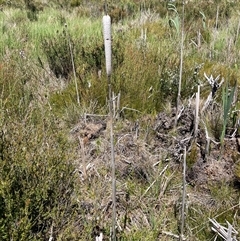 Typha sp. at Cotter River, ACT - 2 Dec 2024