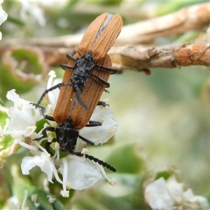 Porrostoma rhipidium (Long-nosed Lycid (Net-winged) beetle) at Belconnen, ACT by JohnGiacon