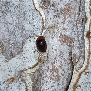 Rodatus boucardi (A lady beetle) at Bungendore, NSW by clarehoneydove