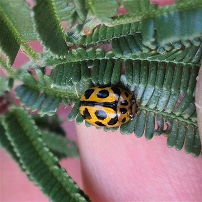 Peltoschema oceanica (Oceanica leaf beetle) at Lake George, NSW - 2 Dec 2024 by clarehoneydove