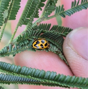 Peltoschema oceanica at Lake George, NSW - 2 Dec 2024