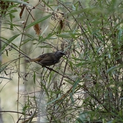 Sericornis frontalis (White-browed Scrubwren) at Bungonia, NSW - 17 Nov 2024 by Miranda