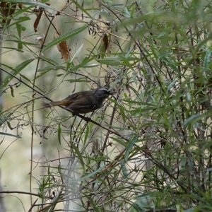 Sericornis frontalis at Bungonia, NSW - 17 Nov 2024 02:37 AM