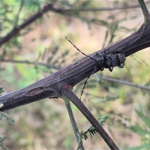 Ancita australis at Lake George, NSW - 2 Dec 2024 05:55 PM