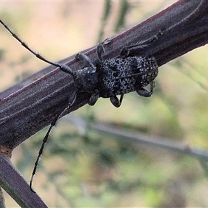 Ancita australis at Lake George, NSW - 2 Dec 2024 05:55 PM