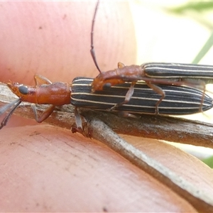 Syllitus rectus (Longhorn beetle) at Belconnen, ACT by JohnGiacon