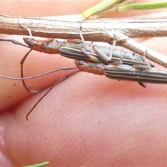 Syllitus rectus at Belconnen, ACT - 2 Dec 2024 04:14 PM