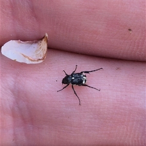 Microvalgus sp. (genus) at Lake George, NSW - 2 Dec 2024