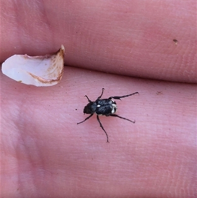 Microvalgus sp. (genus) at Lake George, NSW - 2 Dec 2024 by clarehoneydove