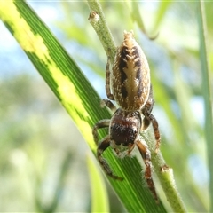 Opisthoncus sp. (genus) (Opisthoncus jumping spider) at Belconnen, ACT - 2 Dec 2024 by JohnGiacon