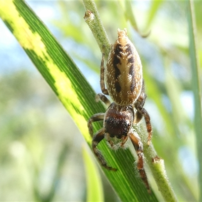 Opisthoncus sp. (genus) (Unidentified Opisthoncus jumping spider) at Belconnen, ACT - 2 Dec 2024 by JohnGiacon