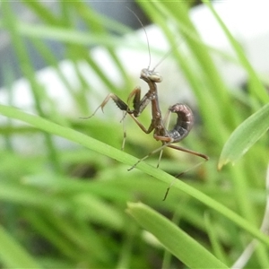 Pseudomantis albofimbriata at Belconnen, ACT by JohnGiacon