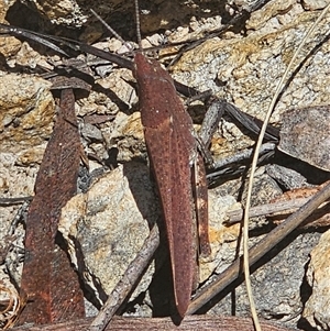 Goniaea opomaloides at Captains Flat, NSW - 2 Dec 2024 02:18 PM