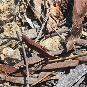 Goniaea opomaloides at Captains Flat, NSW - 2 Dec 2024 02:18 PM