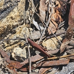 Goniaea opomaloides at Captains Flat, NSW - 2 Dec 2024 02:18 PM