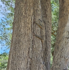 Varanus varius at Burrinjuck, NSW - suppressed