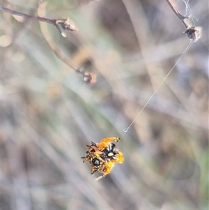 Austracantha minax at Lake George, NSW - 2 Dec 2024