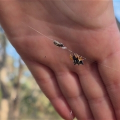 Austracantha minax at Lake George, NSW - 2 Dec 2024