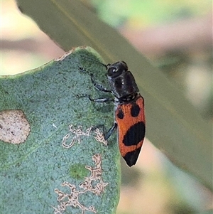 Nascioides parryi at Bungendore, NSW - 2 Dec 2024