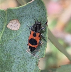 Nascioides parryi at Bungendore, NSW - 2 Dec 2024