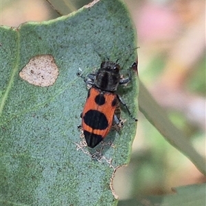 Nascioides parryi at Bungendore, NSW - 2 Dec 2024